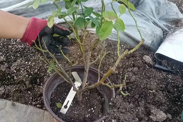 月季能不能换盆换土，长期不更换会导致土壤板结