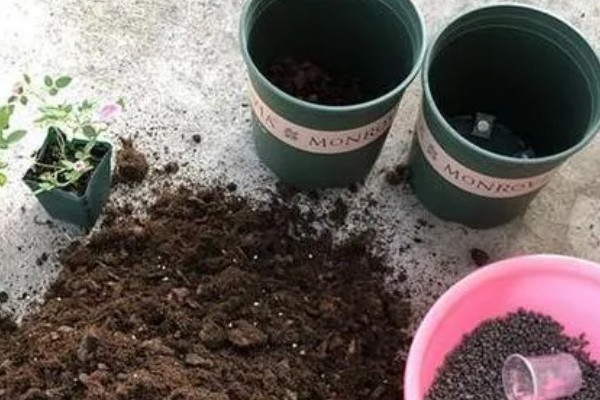 月季能不能换盆换土，长期不更换会导致土壤板结