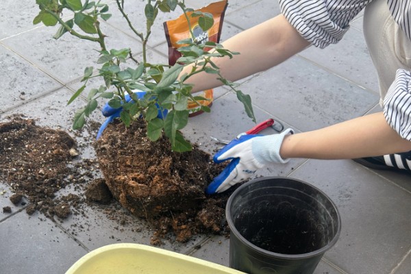 月季能不能换盆换土，长期不更换会导致土壤板结