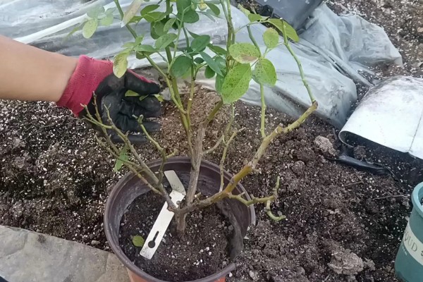 月季能不能换盆换土，长期不更换会导致土壤板结