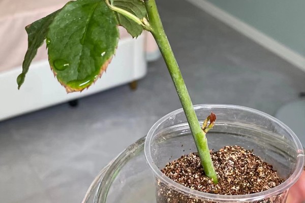 月季能不能换盆换土，长期不更换会导致土壤板结