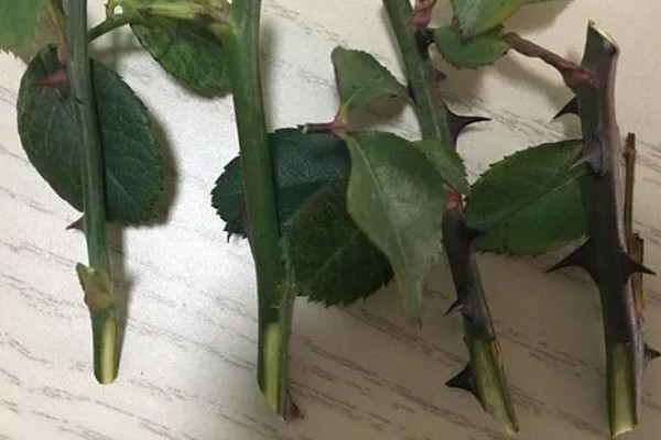 月季能不能换盆换土，长期不更换会导致土壤板结