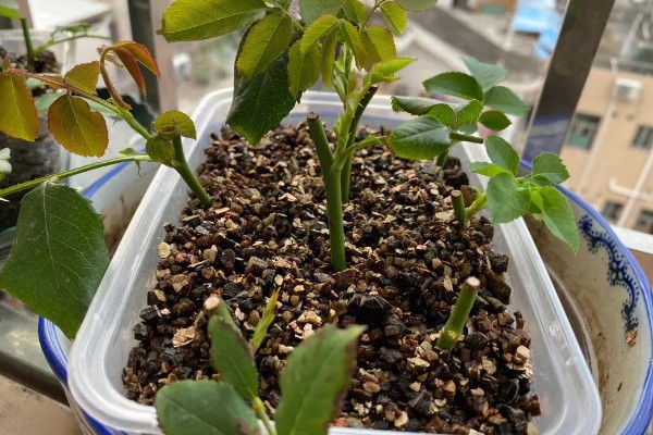 月季能不能换盆换土，长期不更换会导致土壤板结