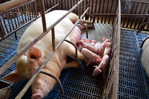 母猪下奶适合吃什么，吃一些蛋白质含量高的食物