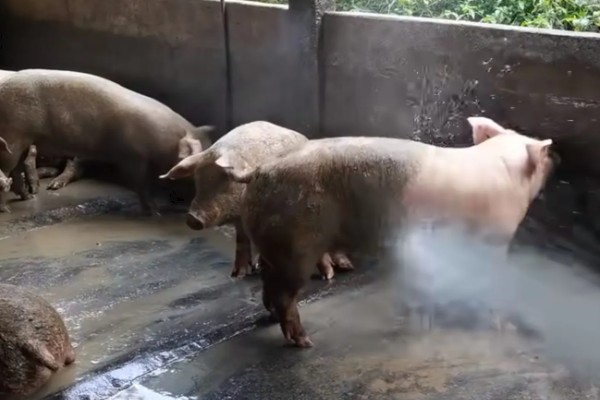 母猪下奶适合吃什么，吃一些蛋白质含量高的食物