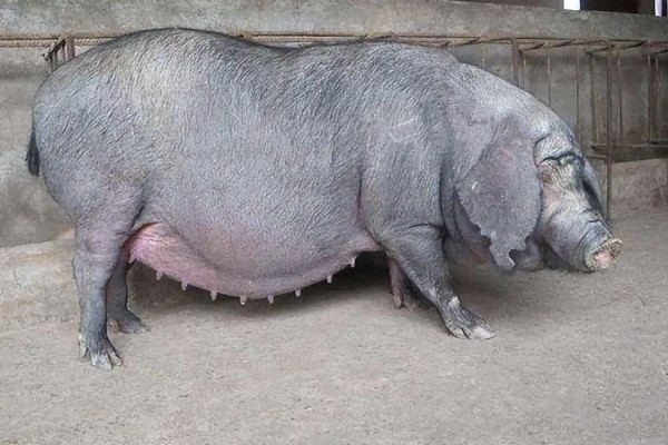 母猪下奶适合吃什么，吃一些蛋白质含量高的食物