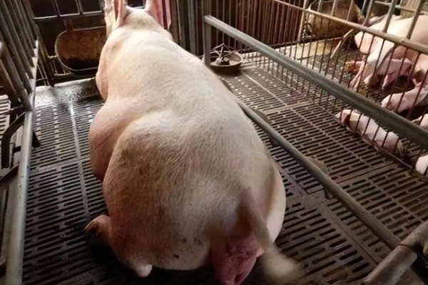 母猪下奶适合吃什么，吃一些蛋白质含量高的食物