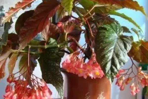 竹节海棠的叶子烂了的原因，可能是低温或酷暑所致