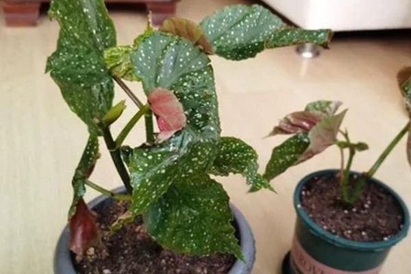 竹节海棠的叶子烂了的原因，可能是低温或酷暑所致