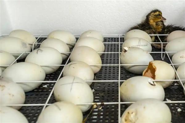 鹅的养殖周期，通常为3-5个月