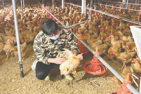 养鸡要怎么预防鸡瘟，注射疫苗是一种很好的方法