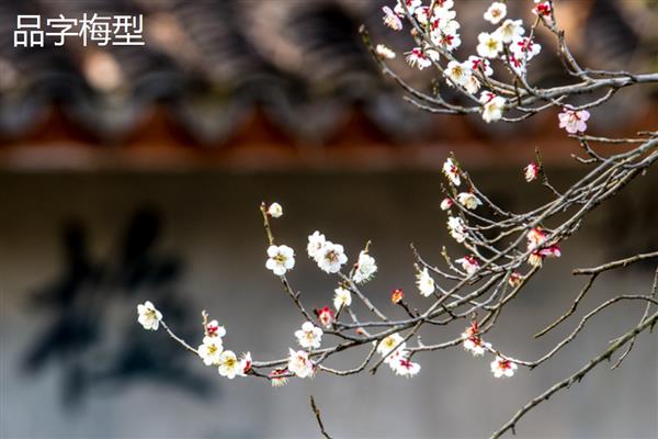 梅花的品种，分为品字梅型、小细梅型等