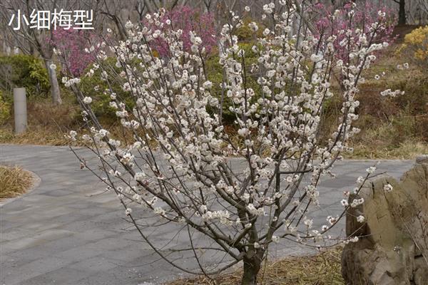 梅花的品种，分为品字梅型、小细梅型等