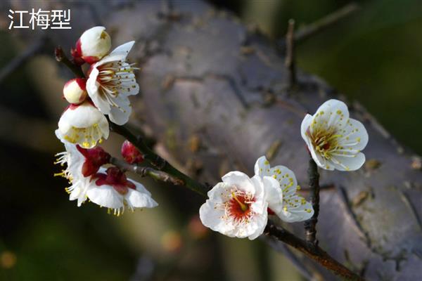 梅花的品种，分为品字梅型、小细梅型等