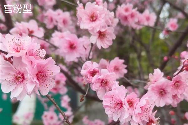 梅花的品种，分为品字梅型、小细梅型等