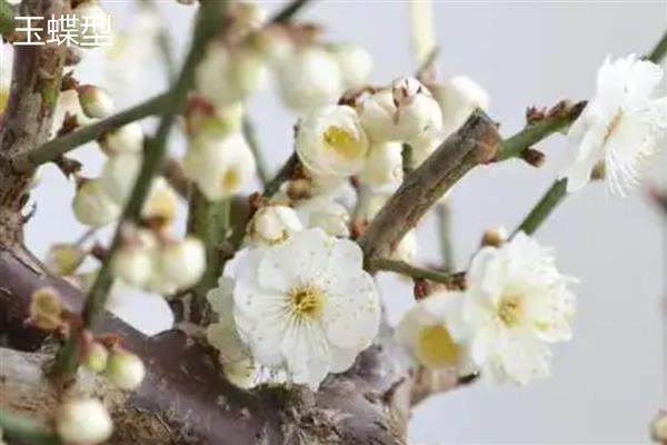 梅花的品种，分为品字梅型、小细梅型等