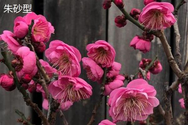 梅花的品种，分为品字梅型、小细梅型等
