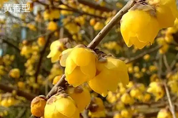 梅花的品种，分为品字梅型、小细梅型等