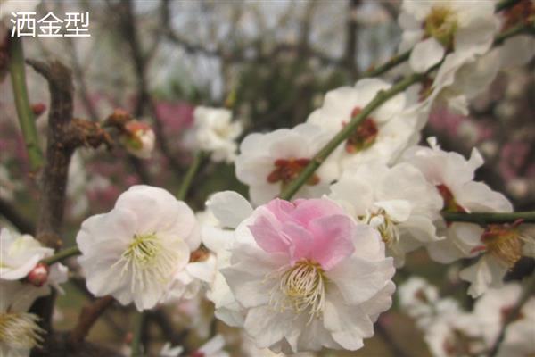 梅花的品种，分为品字梅型、小细梅型等