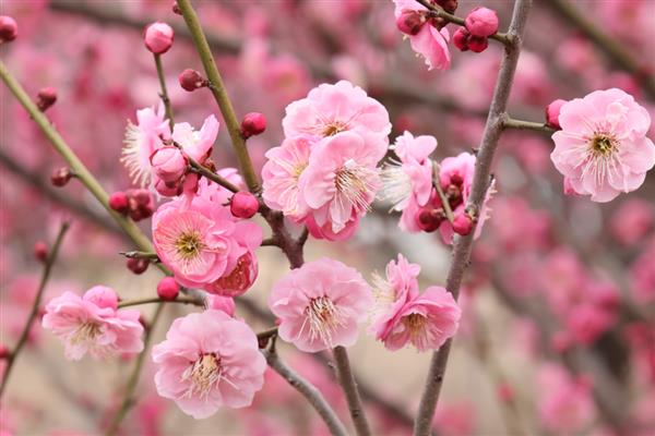 梅花的品种，分为品字梅型、小细梅型等