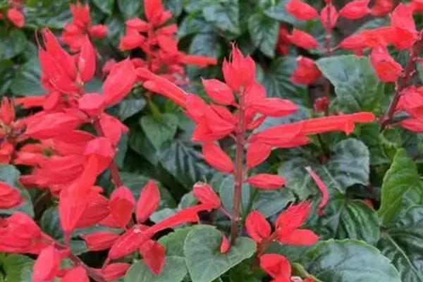 一串红的养殖方法，遵循宁干勿湿原则浇水