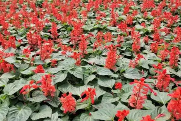 一串红的养殖方法，遵循宁干勿湿原则浇水