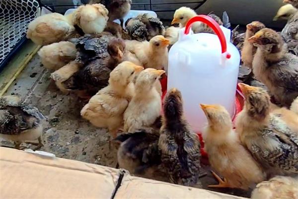 刚出壳的小鸡多久可以喂水,通常在24小时左右进行