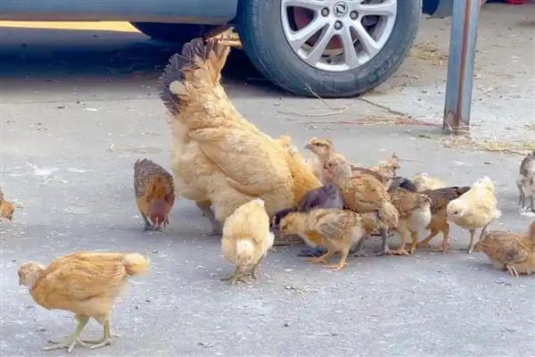 刚出壳的小鸡多久可以喂水,通常在24小时左右进行