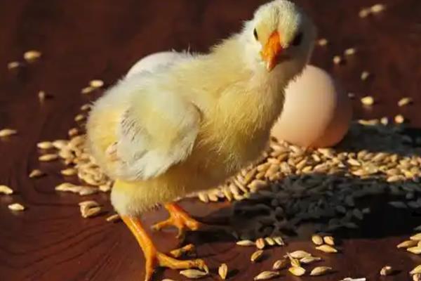 刚出壳的小鸡多久可以喂水,通常在24小时左右进行