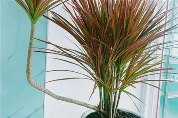 怎么养殖七彩铁树，定期追肥能让叶色更鲜艳