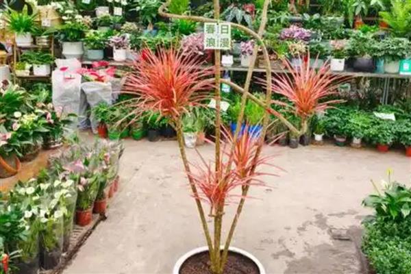 怎么养殖七彩铁树，定期追肥能让叶色更鲜艳