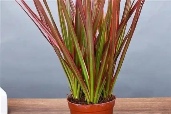 怎么养殖七彩铁树，定期追肥能让叶色更鲜艳