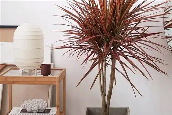 怎么养殖七彩铁树，定期追肥能让叶色更鲜艳