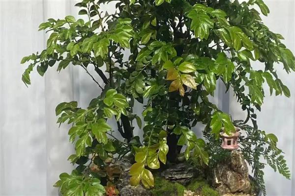 小叶紫檀叶子枯萎的原因，可能是缺乏水分所致