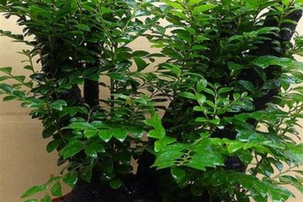 小叶紫檀叶子枯萎的原因，可能是缺乏水分所致