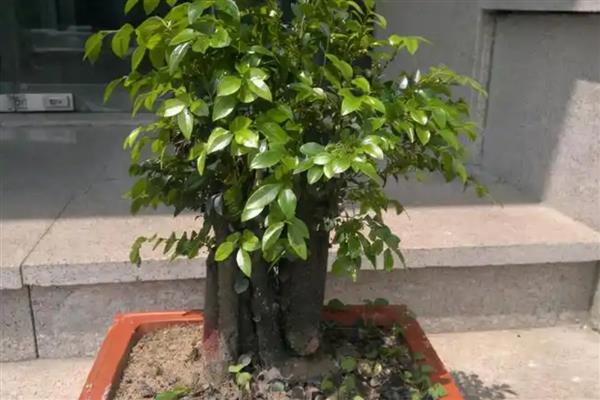 小叶紫檀叶子枯萎的原因，可能是缺乏水分所致