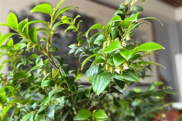 小叶紫檀叶子枯萎的原因，可能是缺乏水分所致