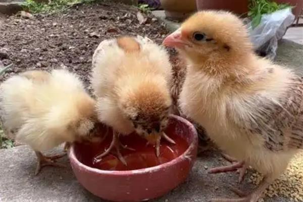 刚出壳的小鸡多久可以喂水,通常在24小时左右进行