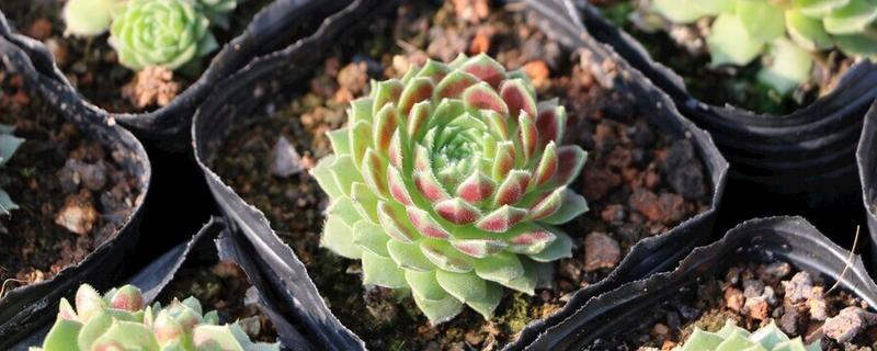 多肉换盆能带原土吗，不建议带原土