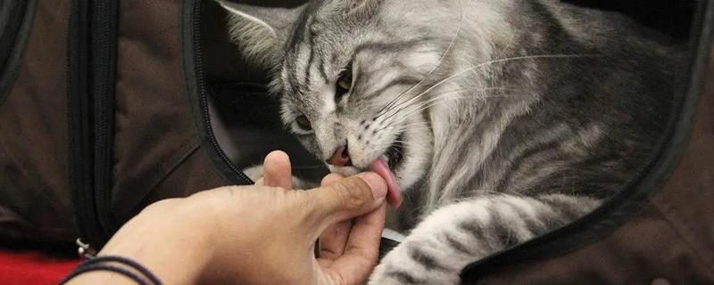 猫咪舔人的好处，可以让主人心情愉悦