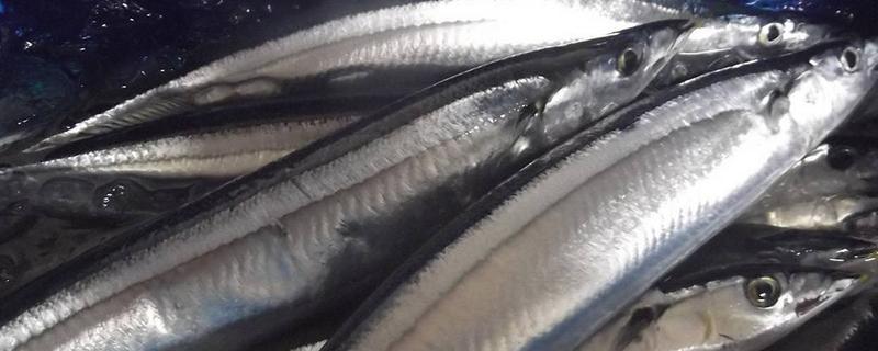 养殖刀鱼和海刀鱼的区别，眼睛和鼻子均不同
