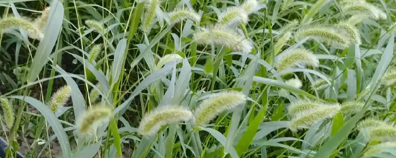 狗尾巴草是不是猫草吗，狗尾巴草可以作为猫草