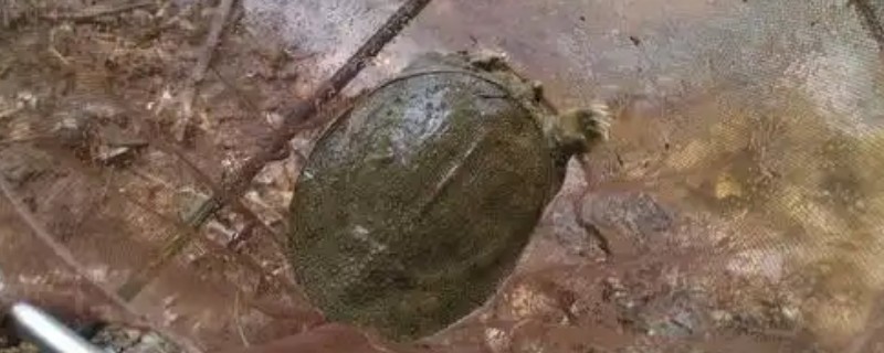 钓甲鱼的要点，常用手竿钓法、插竿钓法等