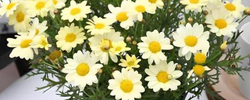 雏菊的作用，可绿化环境，可入药
