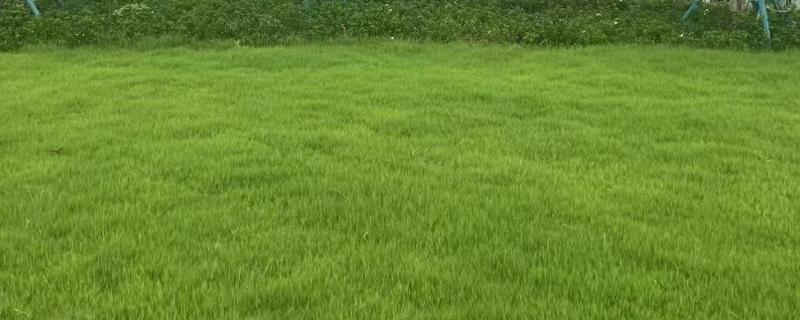 草坪养护管理的内容，包括浇水、施肥、除草等