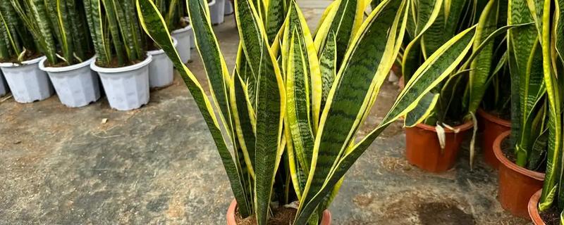 虎尾兰和虎皮兰的区别是什么，没有区别