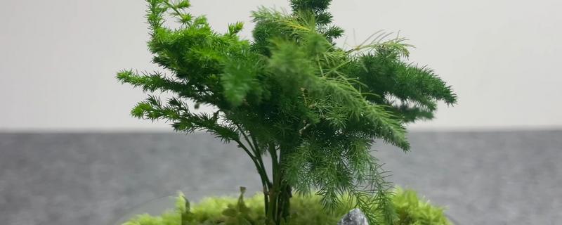 云竹的种植和管理方法,需要随时修剪老枝、病枝