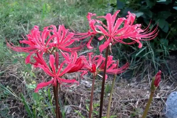 花语最悲伤的花有哪些，常见的有彼岸花、昙花等