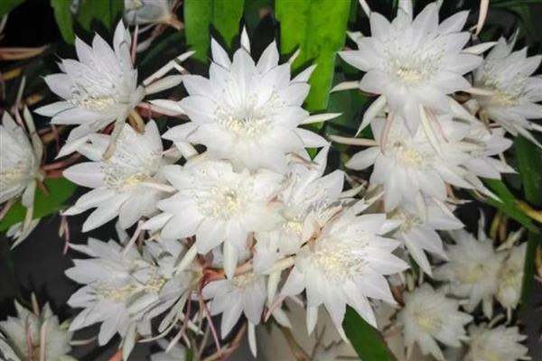 花语最悲伤的花有哪些，常见的有彼岸花、昙花等