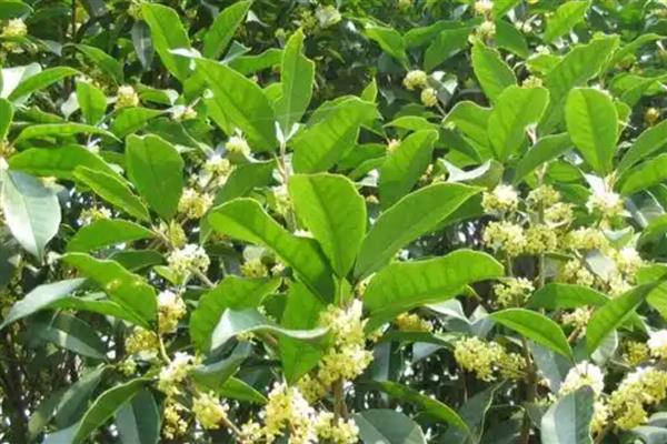 花语最悲伤的花有哪些，常见的有彼岸花、昙花等